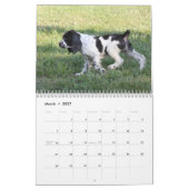 Calendrier Mural Chiots 2013 d'épagneul de springer anglais (Mar 2027)