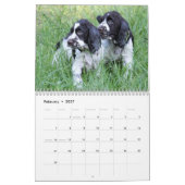 Calendrier Mural Chiots 2013 d'épagneul de springer anglais (Feb 2027)