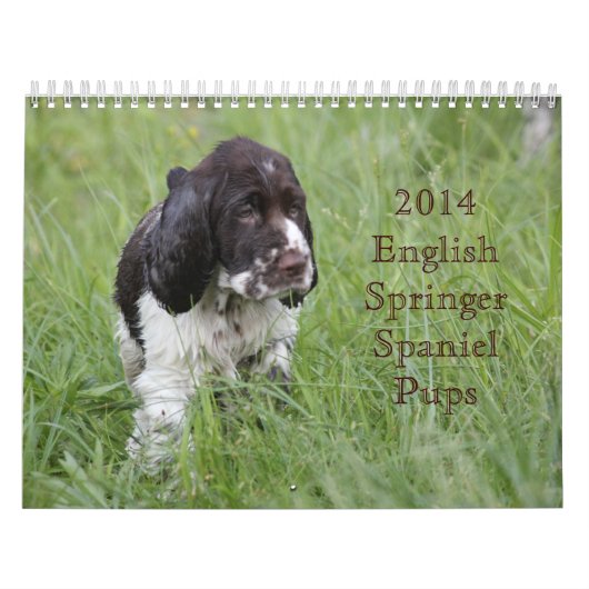 Calendrier Mural Chiots 2014 d'épagneul de springer anglais (Protection)