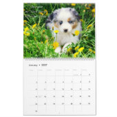 Calendrier Mural Chiots australiens de berger (Jan 2027)