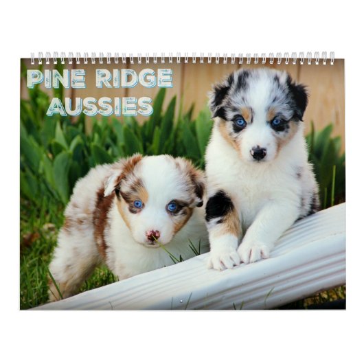 Calendrier Mural Chiots australiens de berger (Protection)