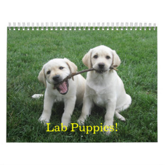 Calendrier Mural Chiots de laboratoire !
