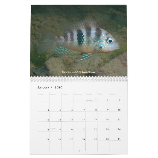 Calendrier Mural Cichlids du Mexique (Jan 2026)