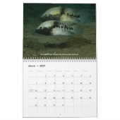 Calendrier Mural Cichlids du Mexique (Mar 2027)