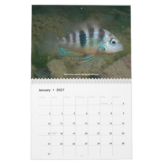 Calendrier Mural Cichlids du Mexique (Jan 2027)