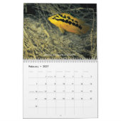 Calendrier Mural Cichlids du Mexique (Feb 2027)