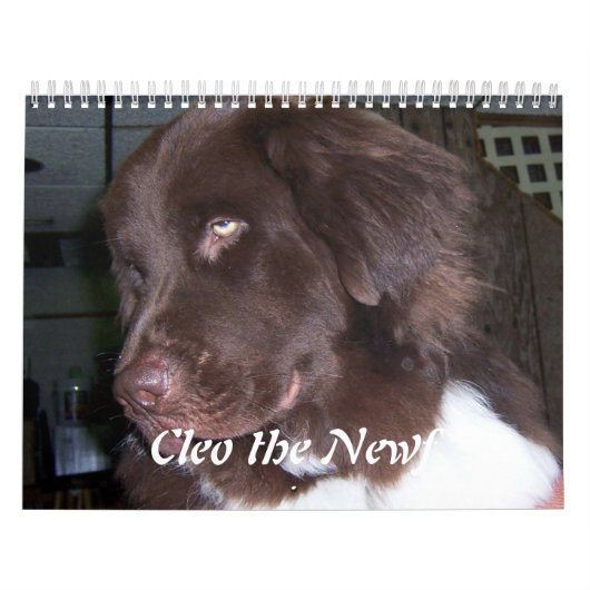 Calendrier Mural Cleo le chien de Terre-Neuve (Protection)