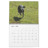 Calendrier Mural Colleys de frontière en abondance (Mar 2026)