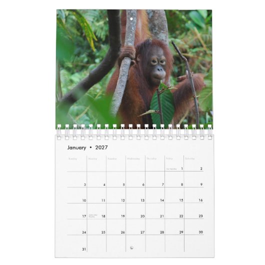 Calendrier Mural Conservation de faune d'orang-outan de Krista (Jan 2027)