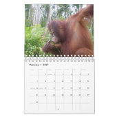 Calendrier Mural Conservation de faune d'orang-outan de Krista (Feb 2027)