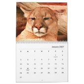 Calendrier mural Cougars (Jan 2027)
