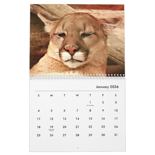 Calendrier mural Cougars (Jan 2026)