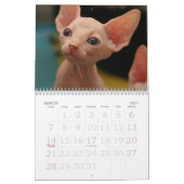 Calendrier mural de chats de Sphynx | GoSphynx.com (Mar 2027)