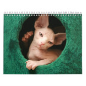 Calendrier mural de chats de Sphynx | GoSphynx.com (Protection)