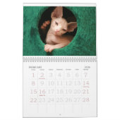 Calendrier mural de chats de Sphynx | GoSphynx.com (Feb 2026)