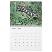 Calendrier mural de chenilles (Jan 2026)