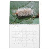 Calendrier mural de chenilles (Mar 2027)