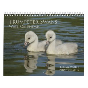Calendrier mural de cygne de Trumpter