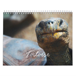 Calendrier mural de tortue