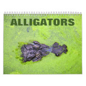 Calendrier mural des alligators (Protection)