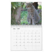 Calendrier Mural Des chats sauvages. (Mar 2027)