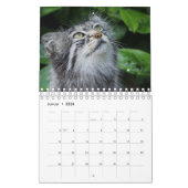 Calendrier Mural Des chats sauvages. (Jan 2026)