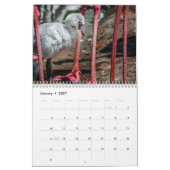 Calendrier mural des Flamants roses 2019 (Jan 2027)