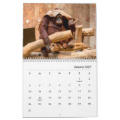 Calendrier mural des Orangutans (Jan 2027)