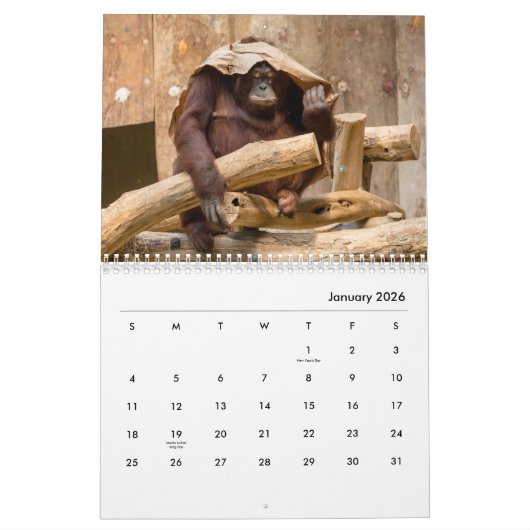 Calendrier mural des Orangutans (Jan 2026)