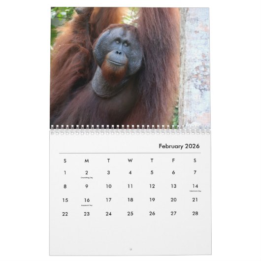 Calendrier mural des Orangutans (Feb 2026)