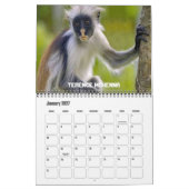 Calendrier Mural Douze singes (Jan 2027)