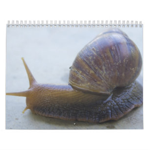 Calendrier Mural Escargots