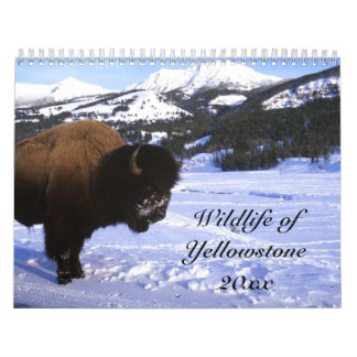 Calendrier Mural Faune de Yellowstone