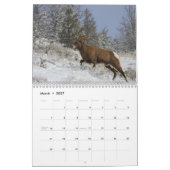 Calendrier Mural Faune de Yellowstone (Mar 2027)