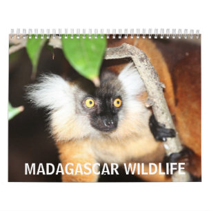 Calendrier Mural Faune du Madagascar