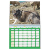 Calendrier Mural Ferme caucasienne de légende (Mar 2027)