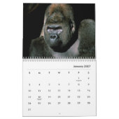 Calendrier mural Gorillas (Jan 2027)