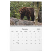 Calendrier Mural grizzly-bear-017, ours gris (Feb 2026)