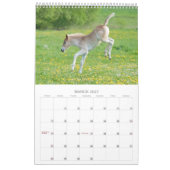 Calendrier Mural Haflinger pouline 2017 (Mar 2027)
