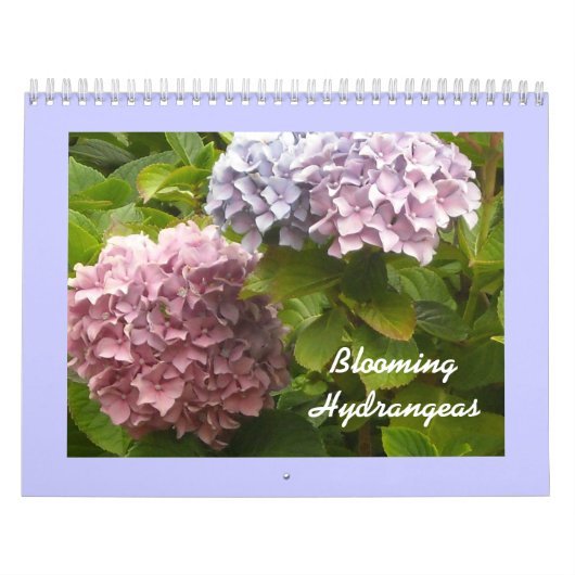 Calendrier Mural Hydrangeas en fleurs (Protection)