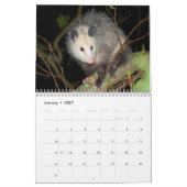 Calendrier mural impressionnant d'opossum (Jan 2027)
