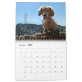 Calendrier Mural J'aime les teckels miniatures de longs cheveux (Jan 2027)