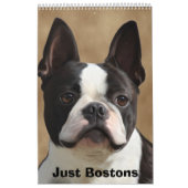Calendrier Mural Juste Bostons (Protection)