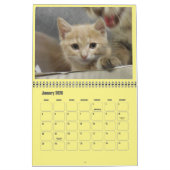 Calendrier Mural Kittens 2017 (Jan 2026)