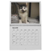 Calendrier Mural Kittens 2017 (Mar 2026)