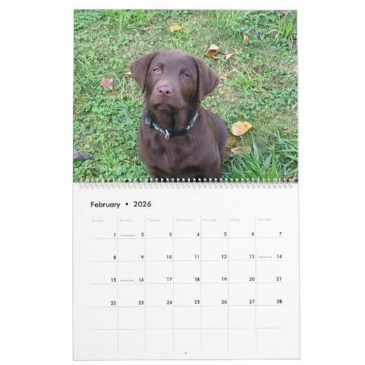 Calendrier Mural Labrador Retriever Calender (Feb 2026)