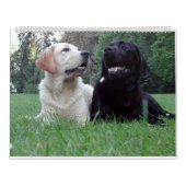 Calendrier Mural Labrador Retriever Calender (Protection)