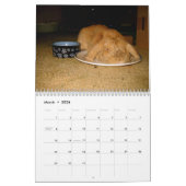 Calendrier Mural lapin idiot (Mar 2026)