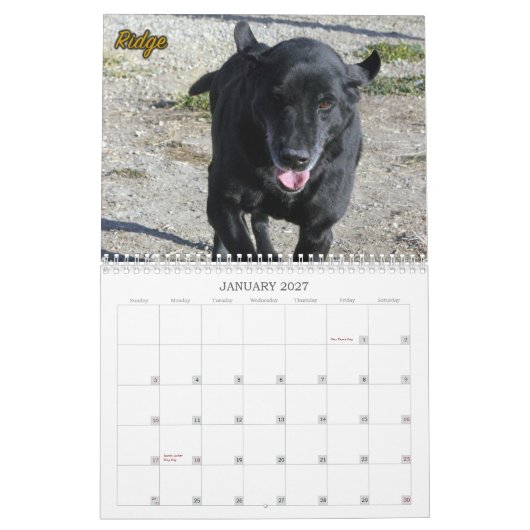 Calendrier Mural Le Labradors du chenil de quatre pattes (Jan 2027)
