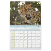 Calendrier Mural LeopardCheetaro013, léopard (Feb 2027)